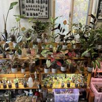 観葉植物,ハイドロカルチャー,水耕栽培,水苔栽培,室内管理の画像