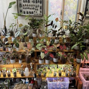 観葉植物,ハイドロカルチャー,水耕栽培,水苔栽培,室内管理の画像