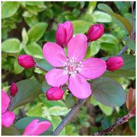 ハナカイドウの画像