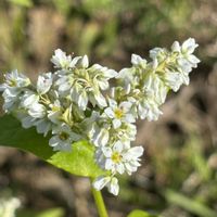 サンカヨウ,ソバ,クマガイソウ,ミノコバイモ,今日のお花の画像