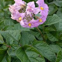 ジャガイモ,畑の画像