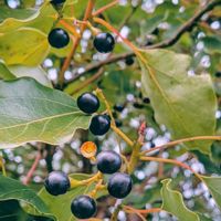 クスノキ,楠,樟,雑草,山野草の画像
