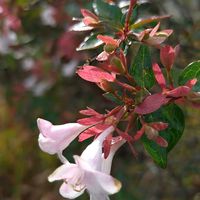 アベリア,歩道,ほんわか♥️ほんのり,花咲く乙女たち♡の画像