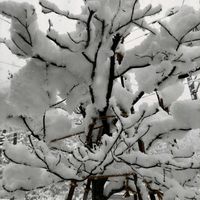 ハナミズキ,良いお年を!,大雪警報,自宅園芸,地道投稿の画像