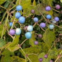 ノブドウ,お出かけ先の画像