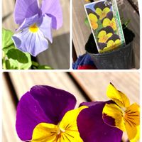 サボテン,ナデシコ,ビオラ,サニーレタス,ヤマトヒメの画像