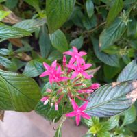 ペンタスの画像