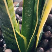 サンスベリア,サンセべリア,サンセベリア,インドアグリーン,窓辺の植物の画像