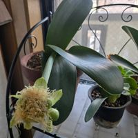 ハエマンサス,マユハケオモト,マユハケオモト,鉢植え,今日の一枚の画像