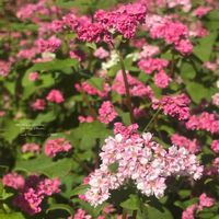 シャコバサボテン,ソバ,ハイビスカス,コノフィツム,デンマークカクタスの画像