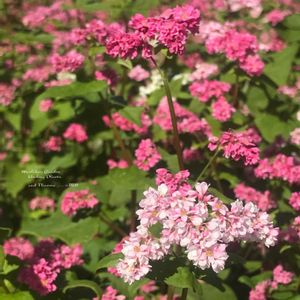 シャコバサボテン,ソバ,ハイビスカス,コノフィツム,デンマークカクタスの画像