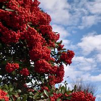 ケヤキ,ピラカンサ,センリョウ（千両）の画像