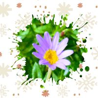 フェリシア,室内,花のある暮らし♡,おうち園芸の画像