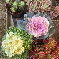 虹の玉,葉牡丹, ブロンズ姫,ホワイトストーン クロプ,多肉植物の画像