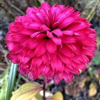 エキナセア,エキナセア,エキナセア ブラックベリートラッフル,エキナセア ブラックベリートラッフル,公園の画像