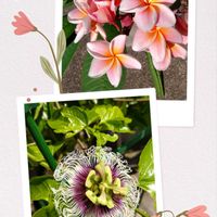 トケイソウ,プルメリア,大晦日,今日のお花の画像