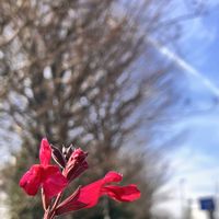 チェリーセージ,三ツ星シスターズ,晴れた日,買い物の通り道,こんな風景が好きの画像