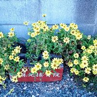 オシロイバナ,ヒャクニチソウ,ヒャクニチソウ,ランタナ,ランタナの画像