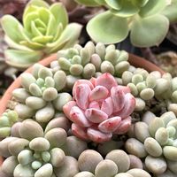 ザクロ,ピーチプリデ,夕波,花火,ジェニービューティの画像