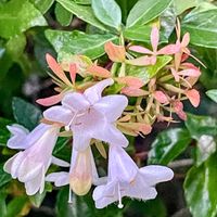 ブーゲンビリア,ポリゴナム（ヒメツルソバ）,アベリア,ツルソバ,ユウフォルビアの画像