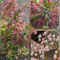 ナンテン,バラ,ピラカンサ,ヨモギ,餅花の画像