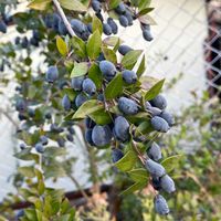 ギンバイカの画像