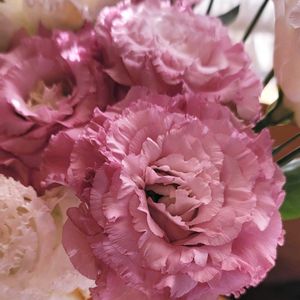 リーフ好き☘.۰•゜,お花好き,自己流ガーデニング,お花のある暮らし✩︎⡱,宿根草大好きの画像