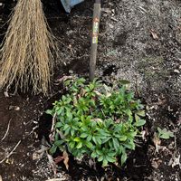 クリスマスローズ,剪定,残渣処理の画像