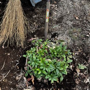 クリスマスローズ,剪定,残渣処理の画像