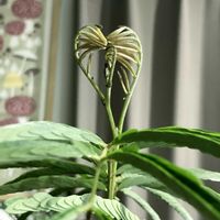 エバー・フレッシュ,観葉植物,シンボルツリー,植物のある暮らしの画像