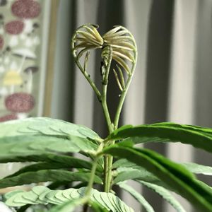 エバー・フレッシュ,観葉植物,シンボルツリー,植物のある暮らしの画像