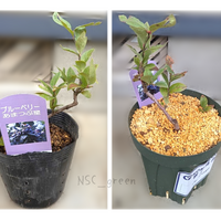 ブルーベリー,ブルーベリー,ブルーベリー あまつぶ星,ブルーベリー あまつぶ星,ブルーベリーの苗の画像