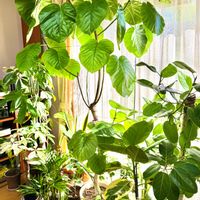 クワズイモ,コチョウラン,サンスベリア,ドラセナ,パキラの画像