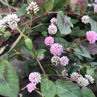 ヒメツルソバ,ヒメツルソバ,白い花,タデ科,ピンク❤︎ピンクの画像