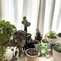 ハートカズラ,ハートカズラ,マハラジャ,桜吹雪,オリヅルラン ボニーの画像