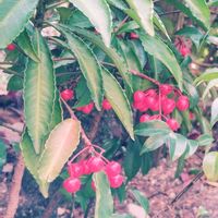 エリカ,パンジー・ビオラ,ヤブコウジ,ガーデンシクラメン,ビオラの画像