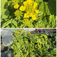 菜の花,ブロッコリー,ブロッコリー,茎ブロッコリー,カリフラワーの画像