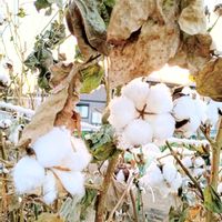 ワタ,綿（わた）,綿（わた）,真っ白,群馬県の画像