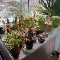 ドラセナ,ペラルゴニウム,パキポディウム,コーデックス,キフォステンマの画像