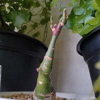 アデニア・グラウカの画像