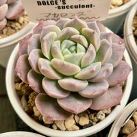 マカロンズ,多肉植物,エケベリア属,多肉大好き,多肉中毒の画像