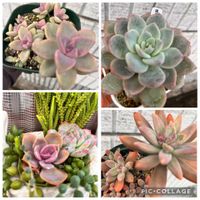 ラウリンゼ,ラウリンゼ,秋麗,桜牡丹,桜牡丹の画像