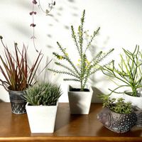 ハートカズラ,ユリオプス・ゴールデンクラッカー,虹の玉,コンシンネ・レインボー,ミルクブッシュ ファイヤースティックの画像