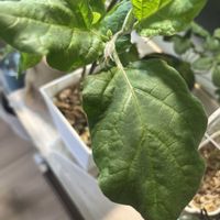 ナス,リビング・ダイニングの画像