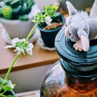 バジル,つぶやき,北海道,ありがとう,余談の画像