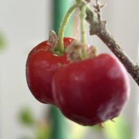 アセロラ,花のある暮らしの画像