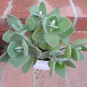 カランコエ・ミロッティ,カランコエ シルバースプーン,シルバースプーン,シルバースプーン,多肉植物の画像