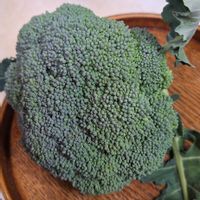 ブロッコリー,多肉植物,多肉初心者,冬の風景,ブロッコリー。の画像