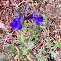 ブルーデージー,ヒマラヤ杉,チェリーセージブルー,季節を楽しむ,ｵｹﾂの日の画像