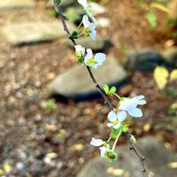 月桂樹,ストック,ピンクユキヤナギ,柑橘類,青空の画像